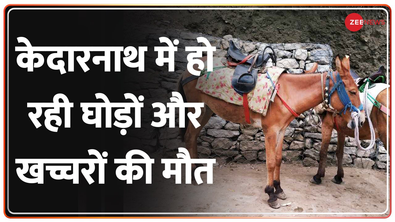 Death of horses and mules happening in Kedarnath, this reason came to
