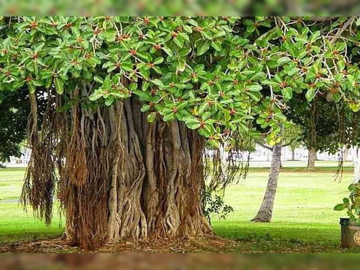 Bargad Tree: बरगद के वृक्ष के प्रति आभार जताने का दिन है वट सावित्री पूजा