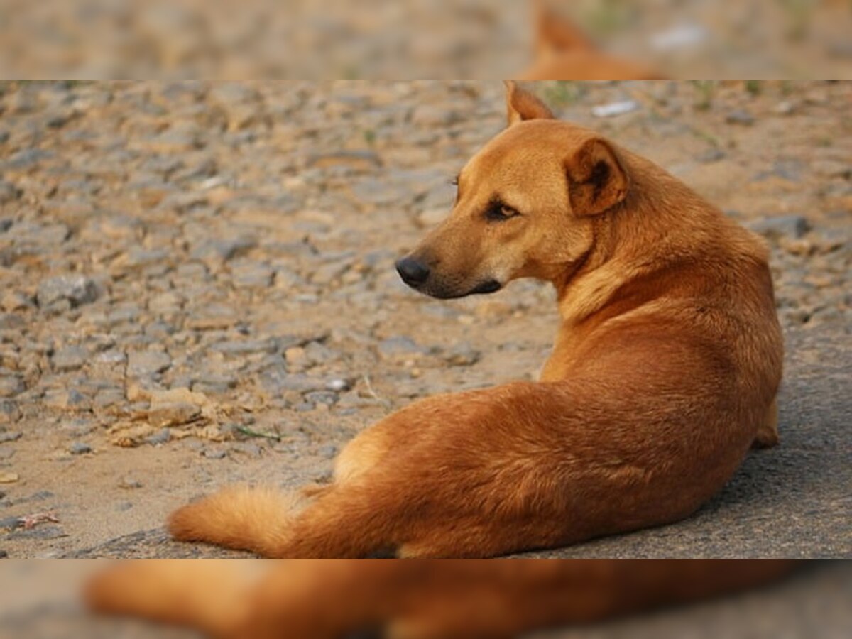 Man kills Dog: रोकते रहे पड़ोसी, लेकिन हैवान बाप-बेटे ने पीट-पीटकर कुत्ते को उतारा मौत के घाट