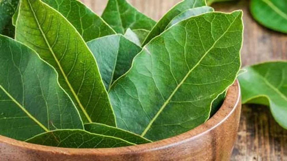 Benefits Of Bay Leaf For Your Health Know Bay Leaf Benefits And How To   1162872 Bay Leaf 