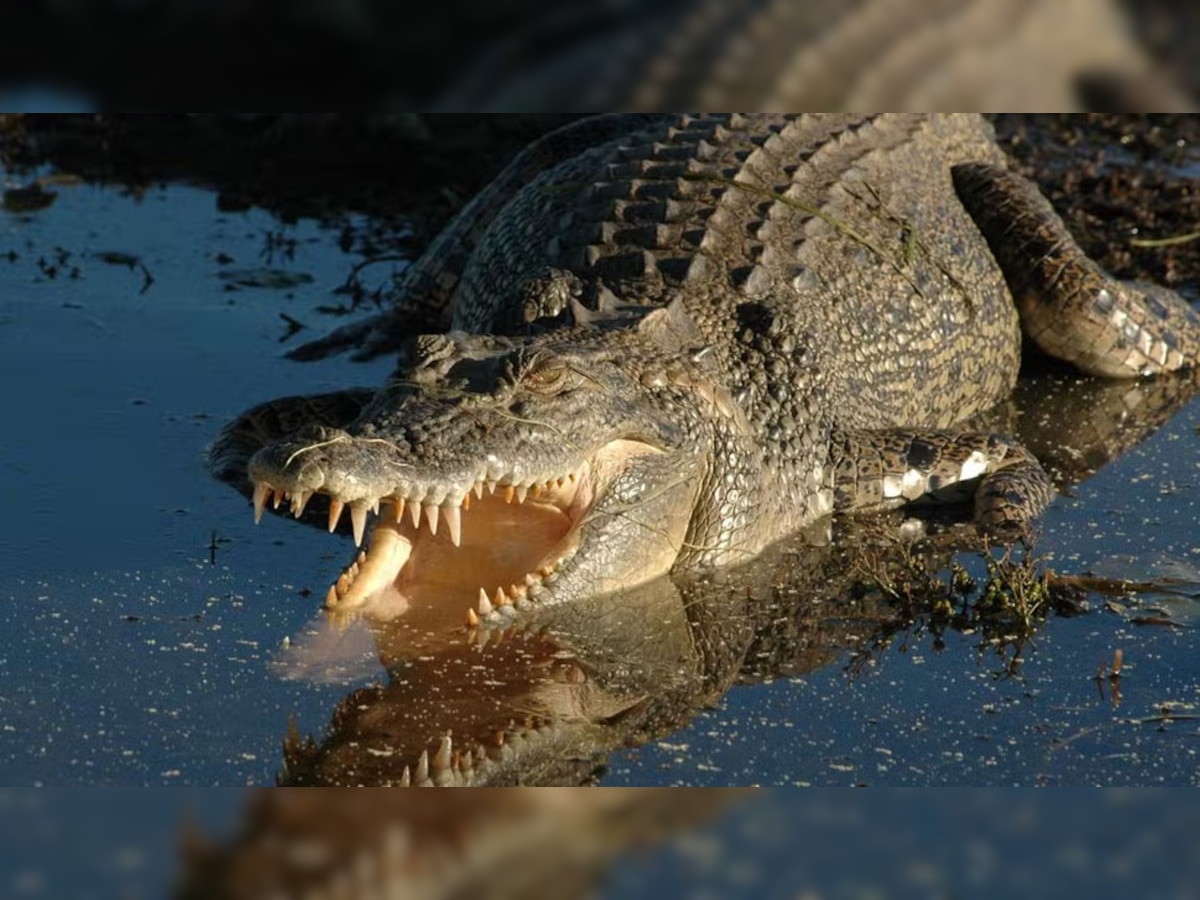 Crocodile Attack Child: मगरमच्छ ने नदी में नहा रहे बच्चे पर कर दिया हमला, 10 मिनट तक चला मुकाबला; फिर...