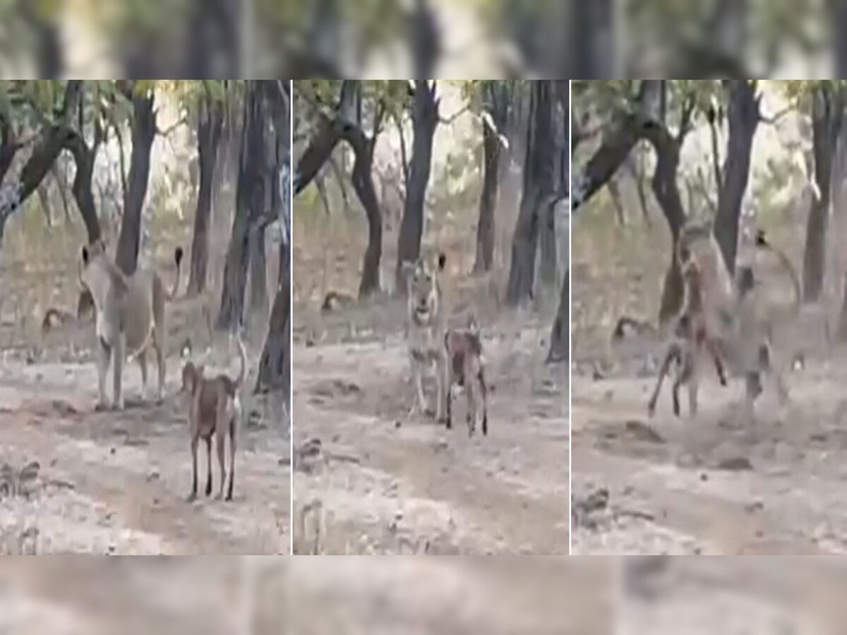 Dog vs Lion: एक कुत्ते ने शेर को ऐसा ललकारा; जंगल के राजा को माननी पड़ गई हार, देखें VIDEO