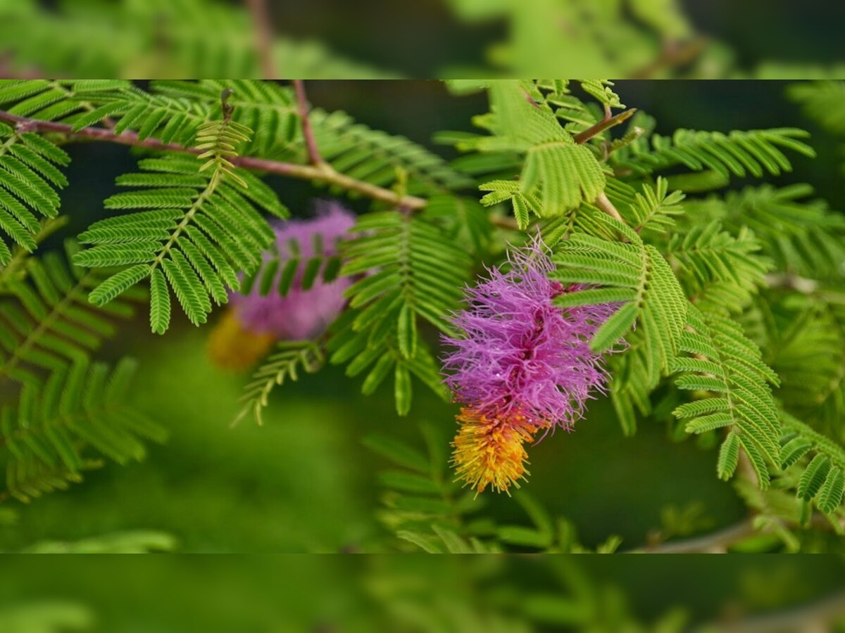 शमी का पेड़ शनि दोष से छुटकारा दिलाता है. 