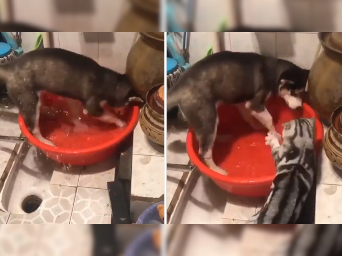  बाथरूम में पानी से खिलवाड़ कर रहा था कुत्ता, गुस्से में आई बिल्ली और जड़ा जोरदार थप्पड़; देखें मजेदार Video