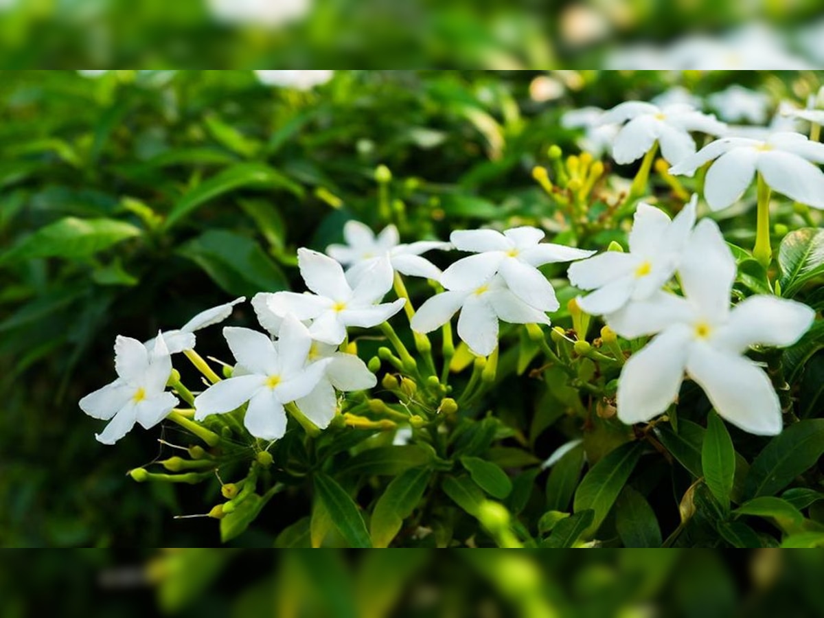 Plant Vastu Tips घर के 'Main Gate' पर इन पौधों को लगाना होता शुभ