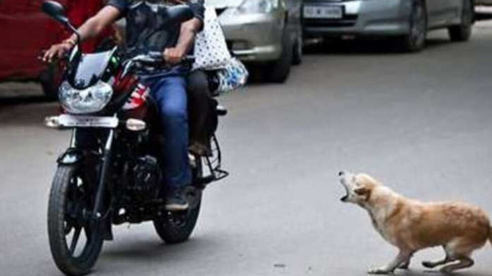 Why Dogs Start Running After A Moving Vehicle You Will Be Shocked After