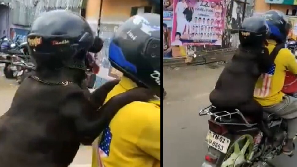 Animals aware more than humans the dog ride on the bike with helmet ...