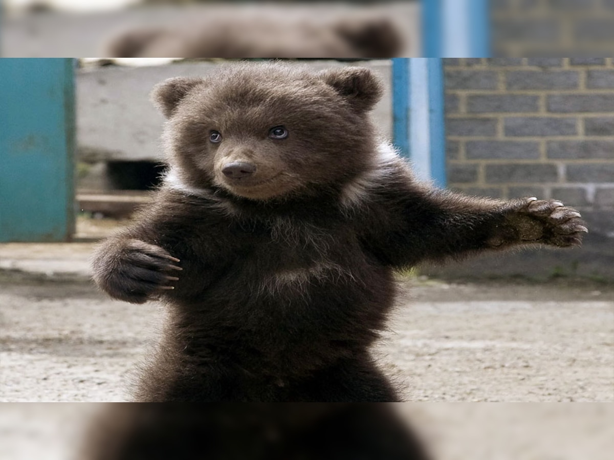 Dancing Baby Bear: भालू के बच्चे ने किया इतना क्यूट डांस, लोग हो गए इसके अंदाज के दीवाने