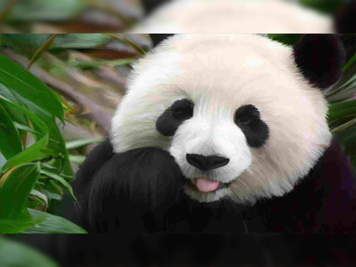 Panda Over Acting: मालकिन ने नहीं दिया पांडा पर ध्यान; करने लगा बच्चों जैसी हरकतें, देखते ही हो जाएगा प्यार