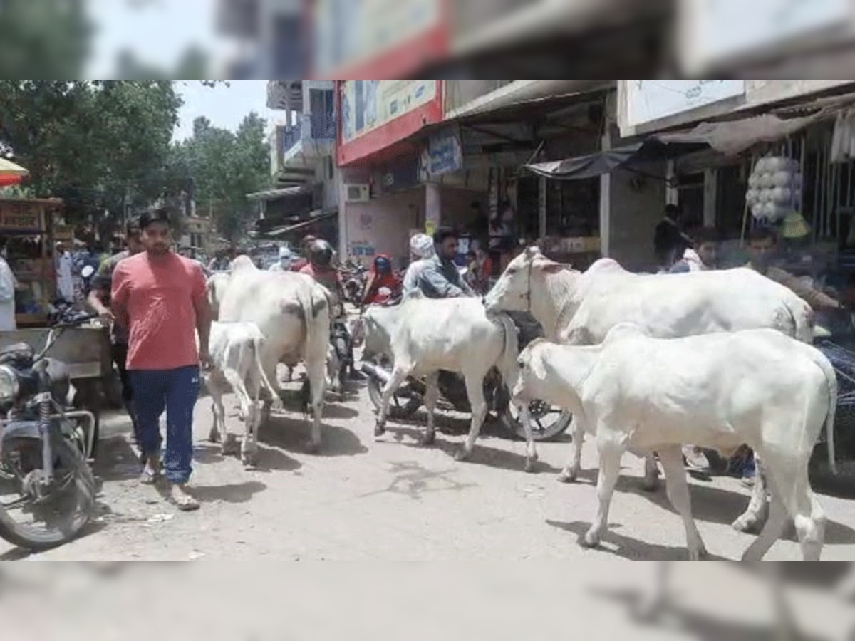 Tijara: आवारा पशुओं का मुख्य मार्ग पर लग जाता है जमावड़ा, आमजन परेशान