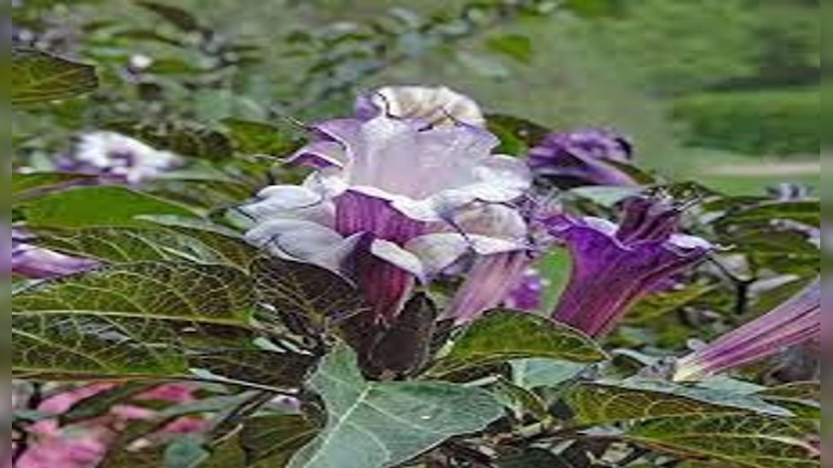 Plant For Shiv Ji: भगवान शिव को बेहद प्रिय है काले धतूरे का पौधा, इस ...