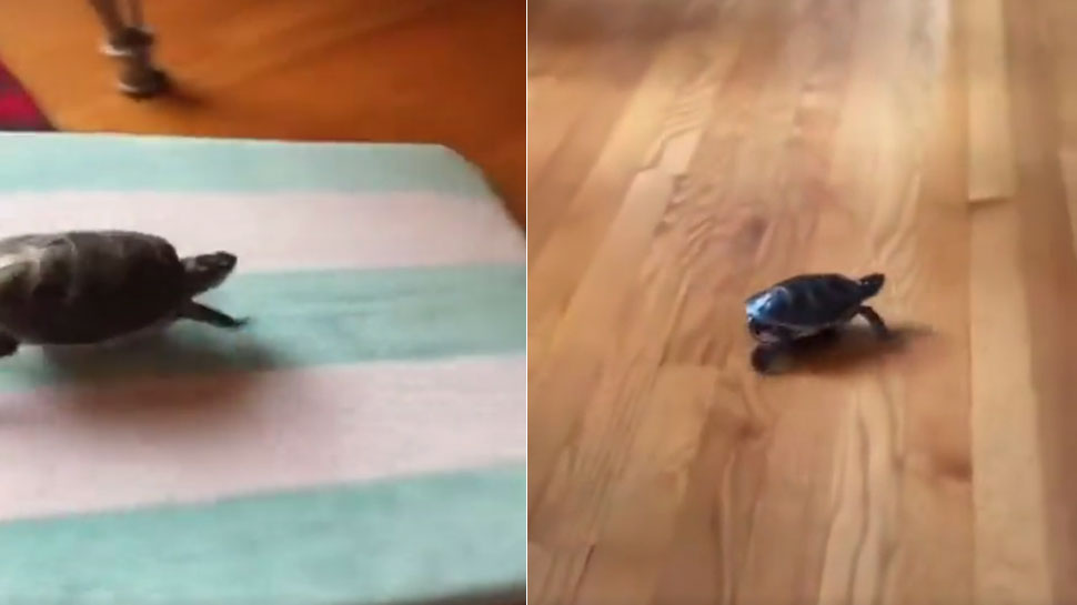 trending video of slow tortoise becoming fast car racer viral video of ...
