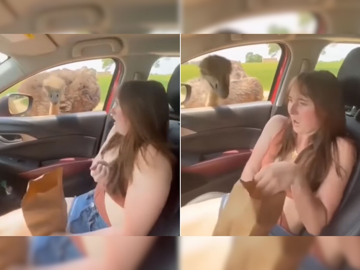 Trending Video: शुतुरमुर्ग को देख लड़की की हुई ऐसी हालत, कैमरे पर ही मचाने लगी शोर