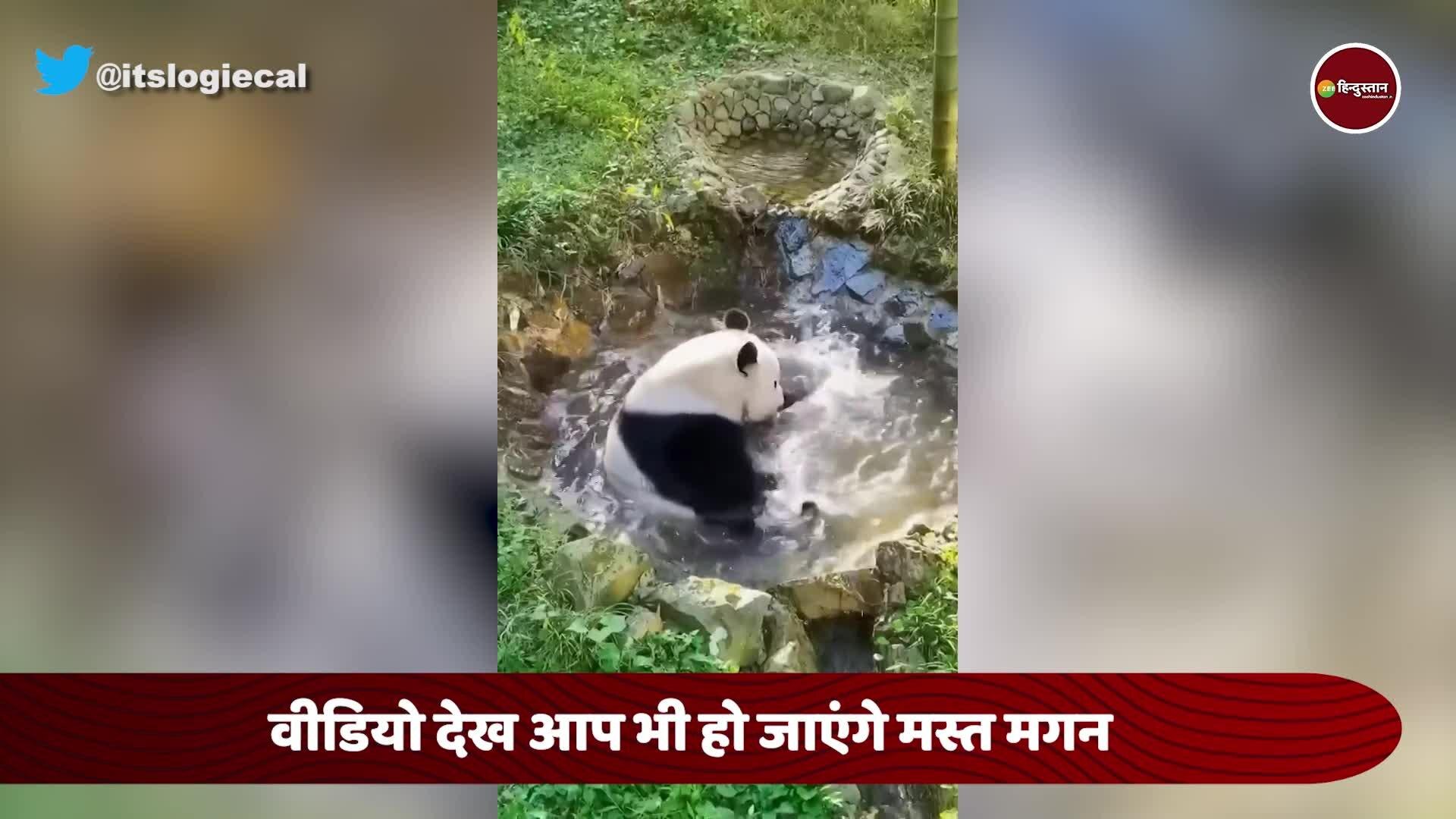 panda enjoys pool bath in a hot summer day enjoys the bath पन म