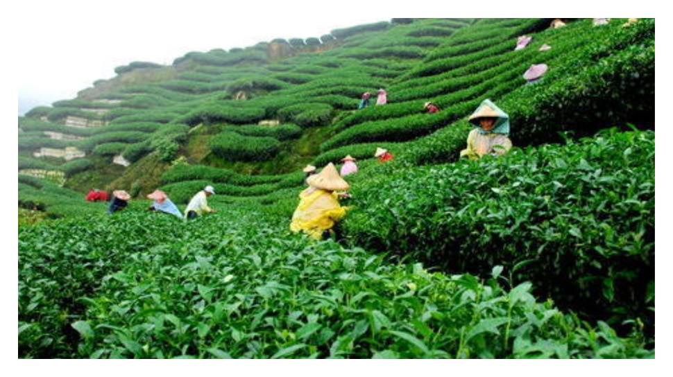 Tea: ब्रिटेन की महारानी दहेज में लेकर आई थीं चाय के डिब्बे, काफी रोचक है Tea की पूरी जर्नी