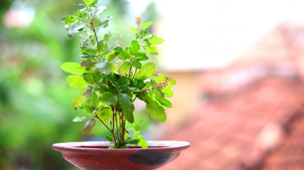 Vastu Tips For Tulsi: तुलसी के साथ लगा लें ये शुभ पौधे, प्‍लांट्स का ऐसा कॉम्बिनेशन देगा बेशुमार धन-सफलता! 