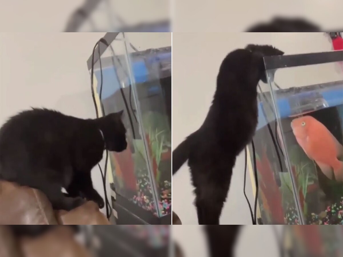 Cat vs Fish: एक्वेरियम में मछली का शिकार करने पहुंची बिल्ली, फिर जो हुआ उसे देख लोगों की छूट गई हंसी