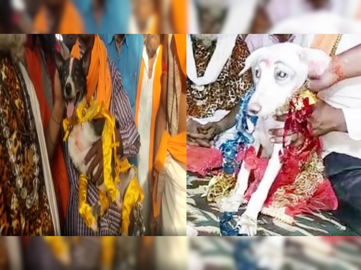 अजब गजब: हमीरपुर में धूमधाम से हुई कुत्ते और कुतिया की शादी, बारात में पहुंचे 100 से ज्यादा मेहमान