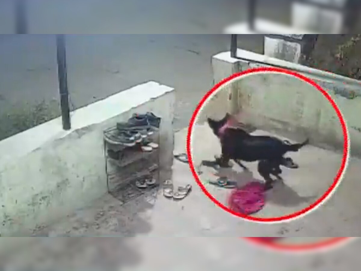 आराम से घर के आंगन में बैठा था कुत्ता, चुपके से आया तेंदुआ और किया ऐसा खौफनाक हमला; देखें खतरनाक Video