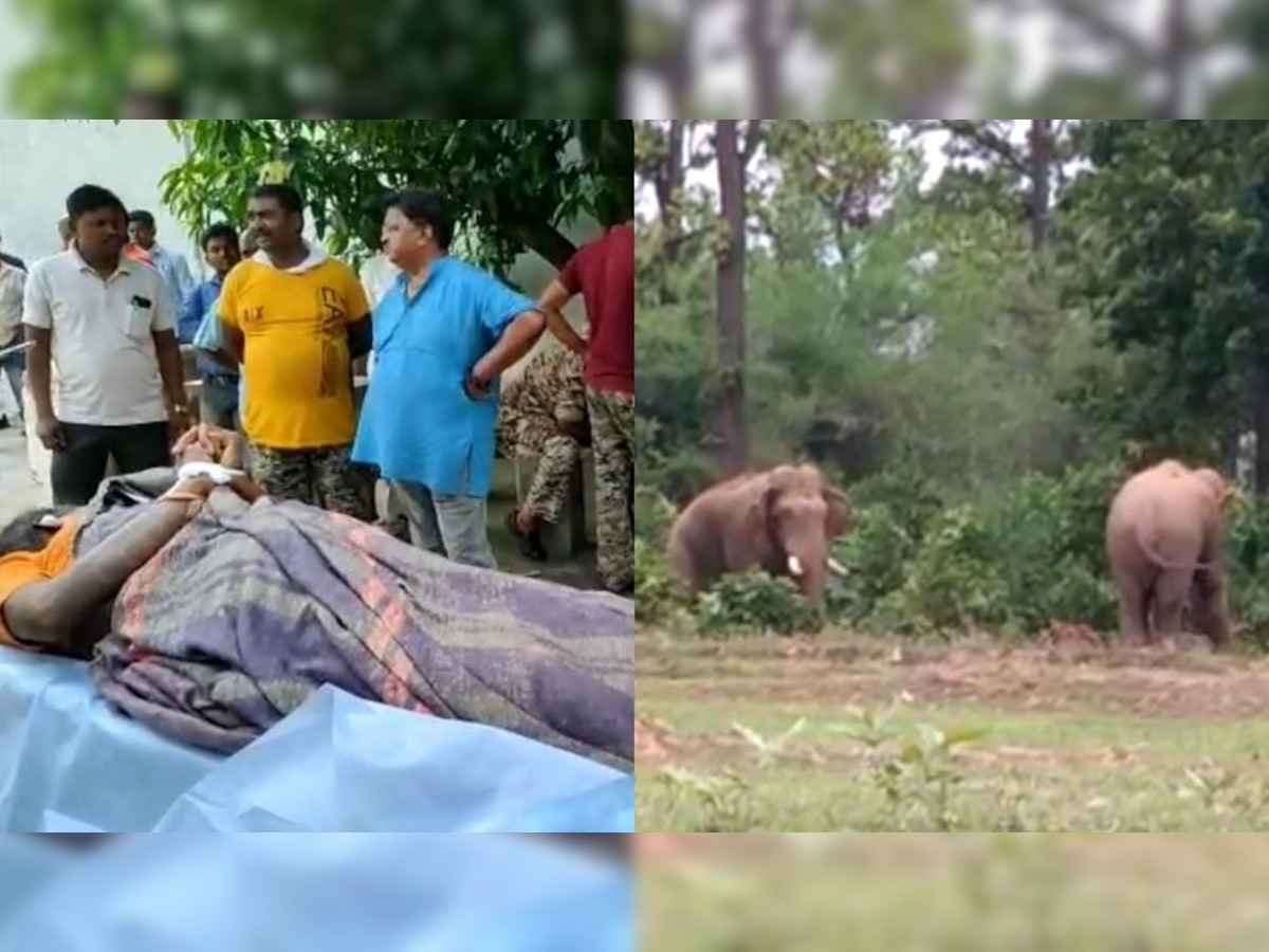 जशपुर में हाथियों का आतंक बढ़ा, 5 लोगों की कुचलकर गई जान