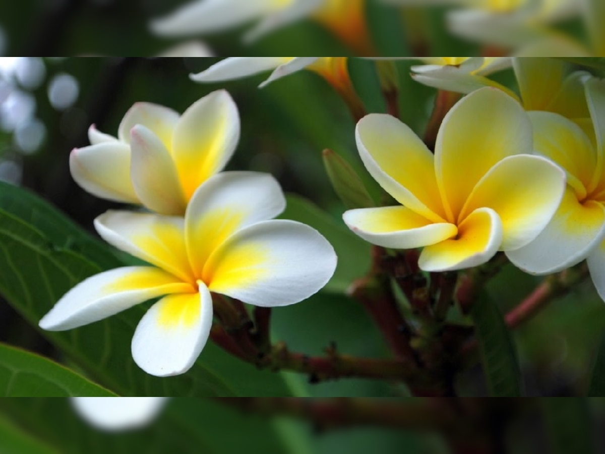 Lucky Flower Plant: बेहद शुभ हैं ये फूलों वाले पौधे, दूर करते हैं तनाव