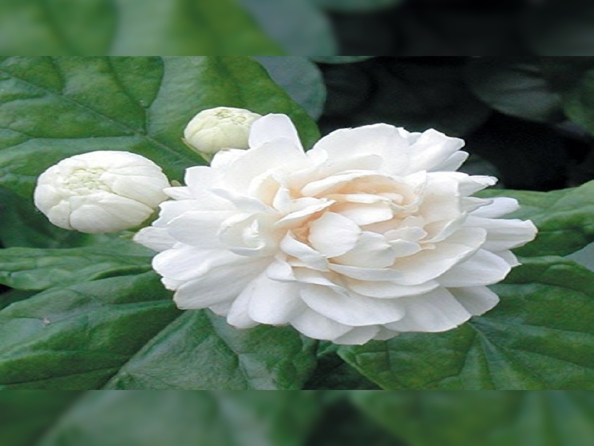 Lucky Flower Plant: बेहद शुभ हैं ये फूलों वाले पौधे, दूर करते हैं तनाव