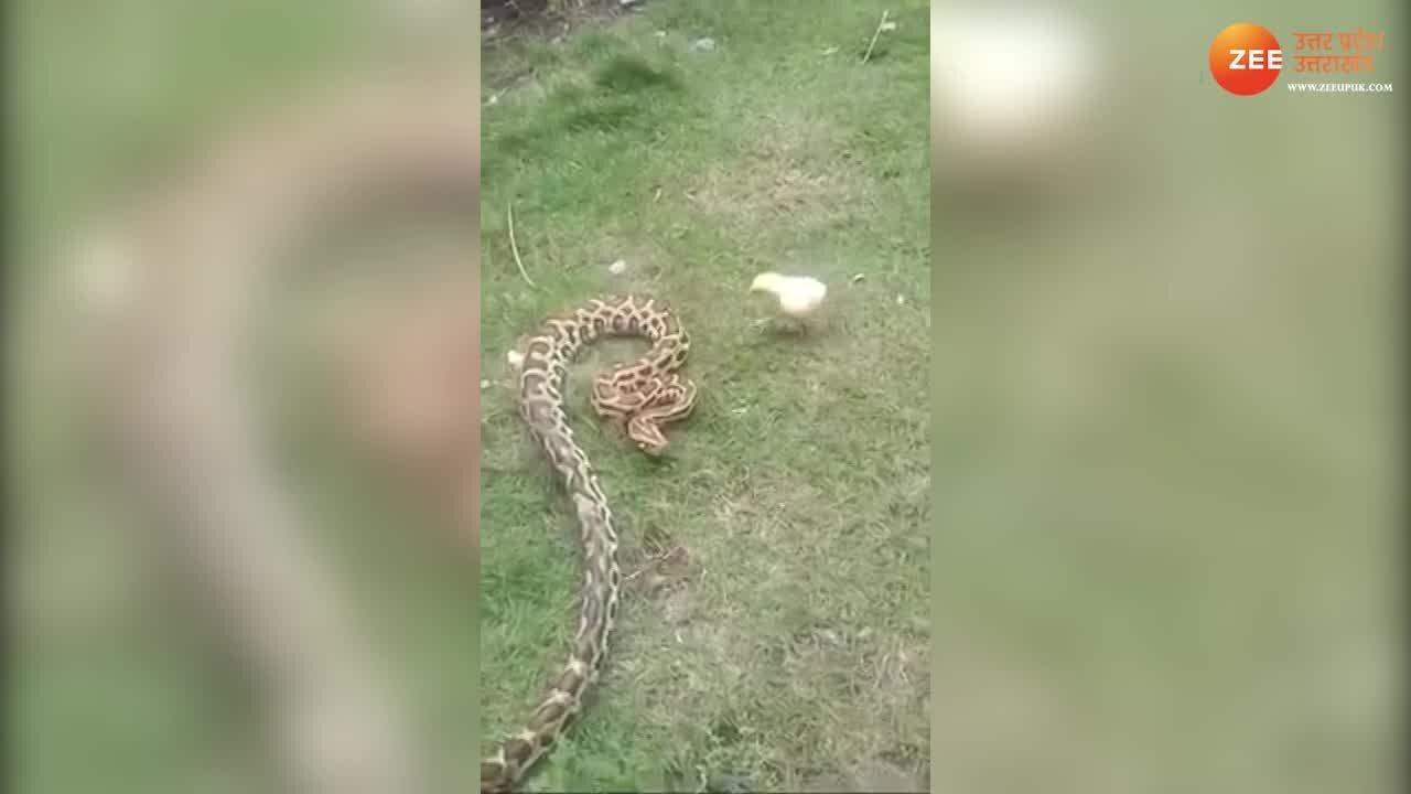 chick clashed with the giant python video goes viral on social media ...