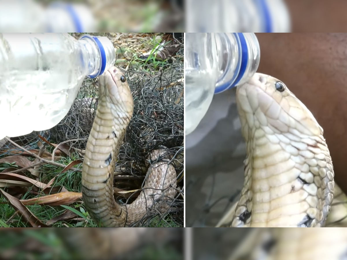 जाल में फंसे King Cobra को प्यास से तड़पते देखकर लोग रह गए दंग, Video ने बढ़ाई दिल की धड़कनें