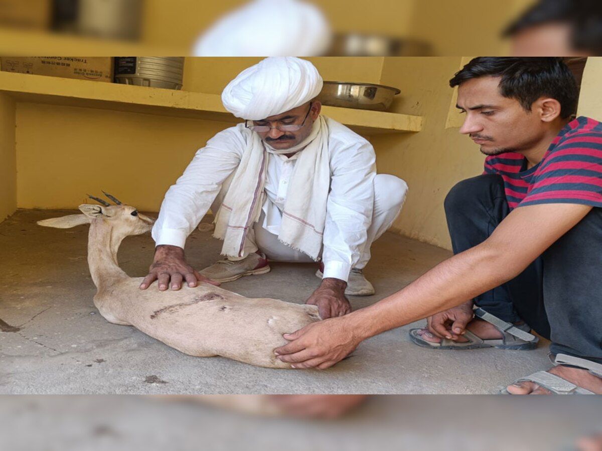 धोलिया गांव में ट्रेन की चपेट में आने से चिंकारा गंभीर रूप से घायल, मौत का सिलसिला जारी