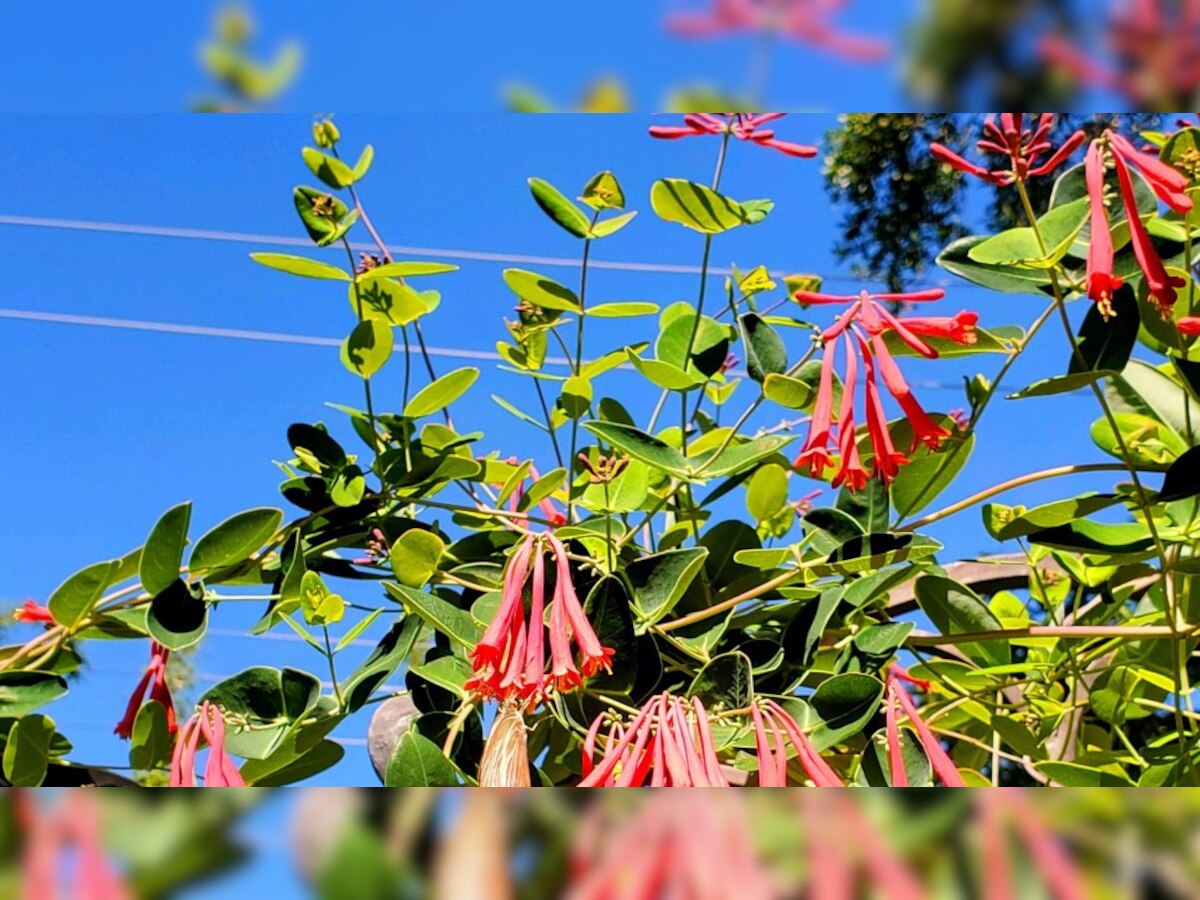 खोजो तो जानें: खूबसूरत सी तितली को 10 सेकंड में ढूंढकर दिखाएं, आपको भी आएगा मजा