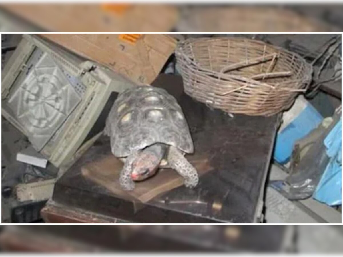 Pet Tortoise: 30 साल पहले खो गया था पालतू कछुआ, ऐसी जगह मिला जिंदा 