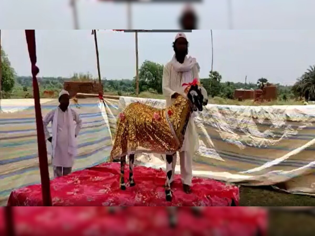 Goat Price: मौलवी ने कुछ ऐसा कहा, 16 हजार के बकरे की कीमत पहुंच गई 25 लाख
