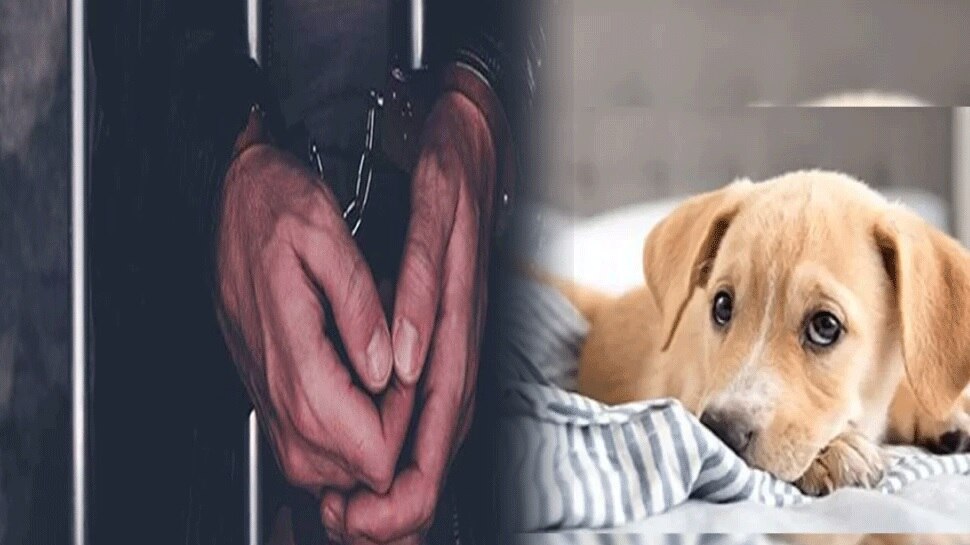 Dog Ke Sath Ladki Ki Chudai Video - Dog Rape in Britain: Man sex with pet dog in gets prison sentence for 9  months in britain | à¤¦à¥‹à¤¸à¥à¤¤à¥‹à¤‚ à¤•à¥‡ à¤•à¤¹à¤¨à¥‡ à¤ªà¤° à¤¶à¤–à¥à¤¸ à¤¨à¥‡ à¤•à¥à¤¤à¥à¤¤à¥‡ à¤¸à¥‡ à¤•à¤¿à¤¯à¤¾ à¤¦à¥à¤·à¥à¤•à¤°à¥à¤®,  à¤‘à¤¨à¤²à¤¾à¤‡à¤¨ à¤µà¥€à¤