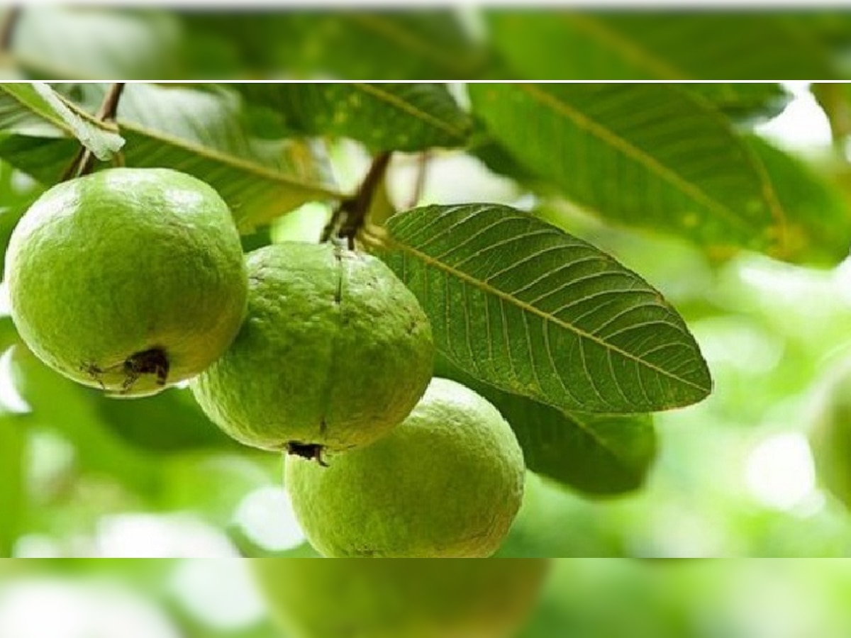 Guava Leaves Benefits: अमरूद ही नहीं इसकी पत्ती में भी है सेहत का खजाना, वजन होगा कंट्रोल और स्किन बनी रहेगी जवां