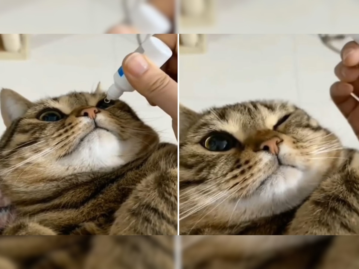 Viral Cat: आई ड्रॉप डालते ही बिल्ली ने दिखाया ऐसा नखरा, लोग हो गए मासूमियत के दीवाने