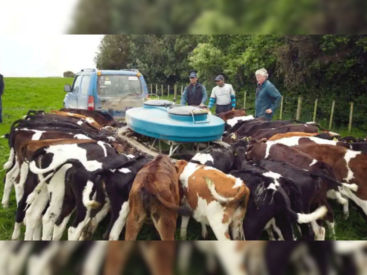 New Zealand: अगर गाय और भेड़ ने ली डकार तो देना होगा जुर्माना, इस जगह लागू हुआ अनोखा नियम