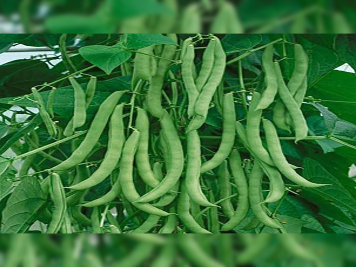 Vegetable as High Cholesterol Lowering Food Good For Heart Brinjal