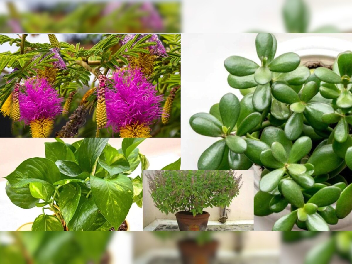 Vastu Tips: वास्तु के हिसाब से घर पर लगाएं ये पौधे, धन दौलत की होगी बौछार