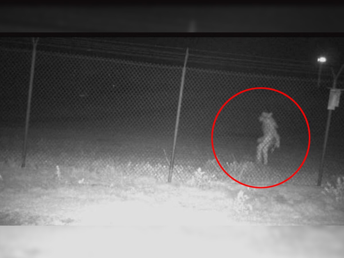 चिड़ियाघर के बाहर आधी रात दिखा ऐसा रहस्यमयी डरावना जीव, जिसने भी देखी तस्वीर वो बोला- haww