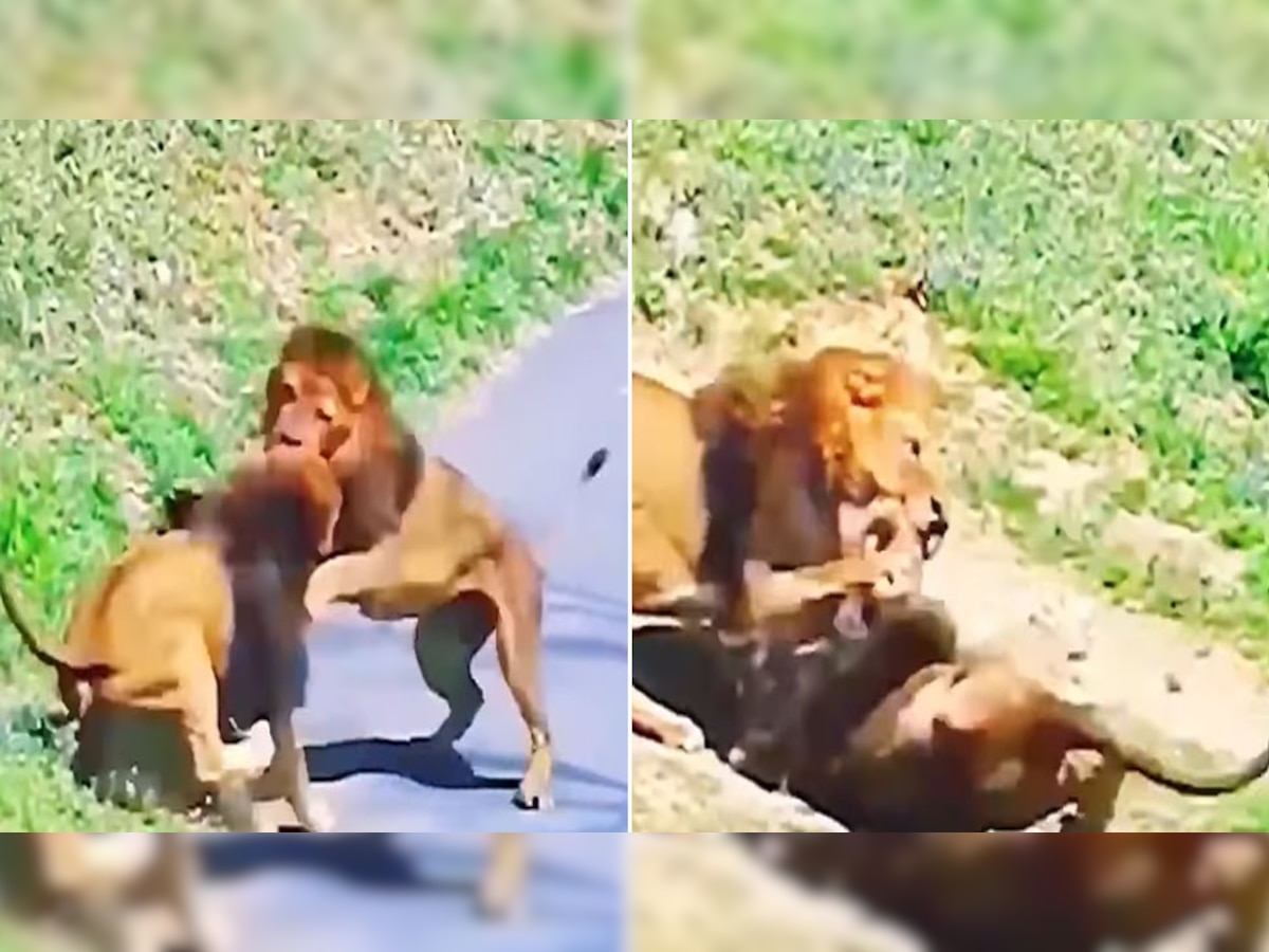 Trending Video: शेरनी का दिल जीतने के लिए दो शेरों के बीच हुआ घमासान, देखें किसने मारी बाजी