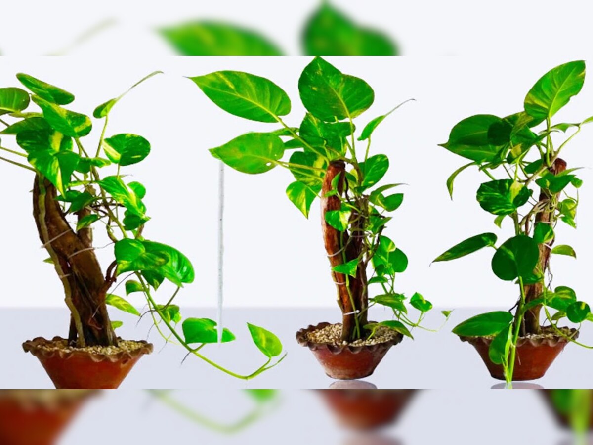 Money Plant Vastu Tips: मनी प्लांट लगाने से घर में बरसने लगेगी सुख-समृद्धि, बस जान लें पौधा लगाने के ये खास नियम