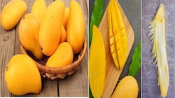 आम की गुठली फेंकने की न करें गलती, इसके फायदे जान रह जाएंगे हैरान...