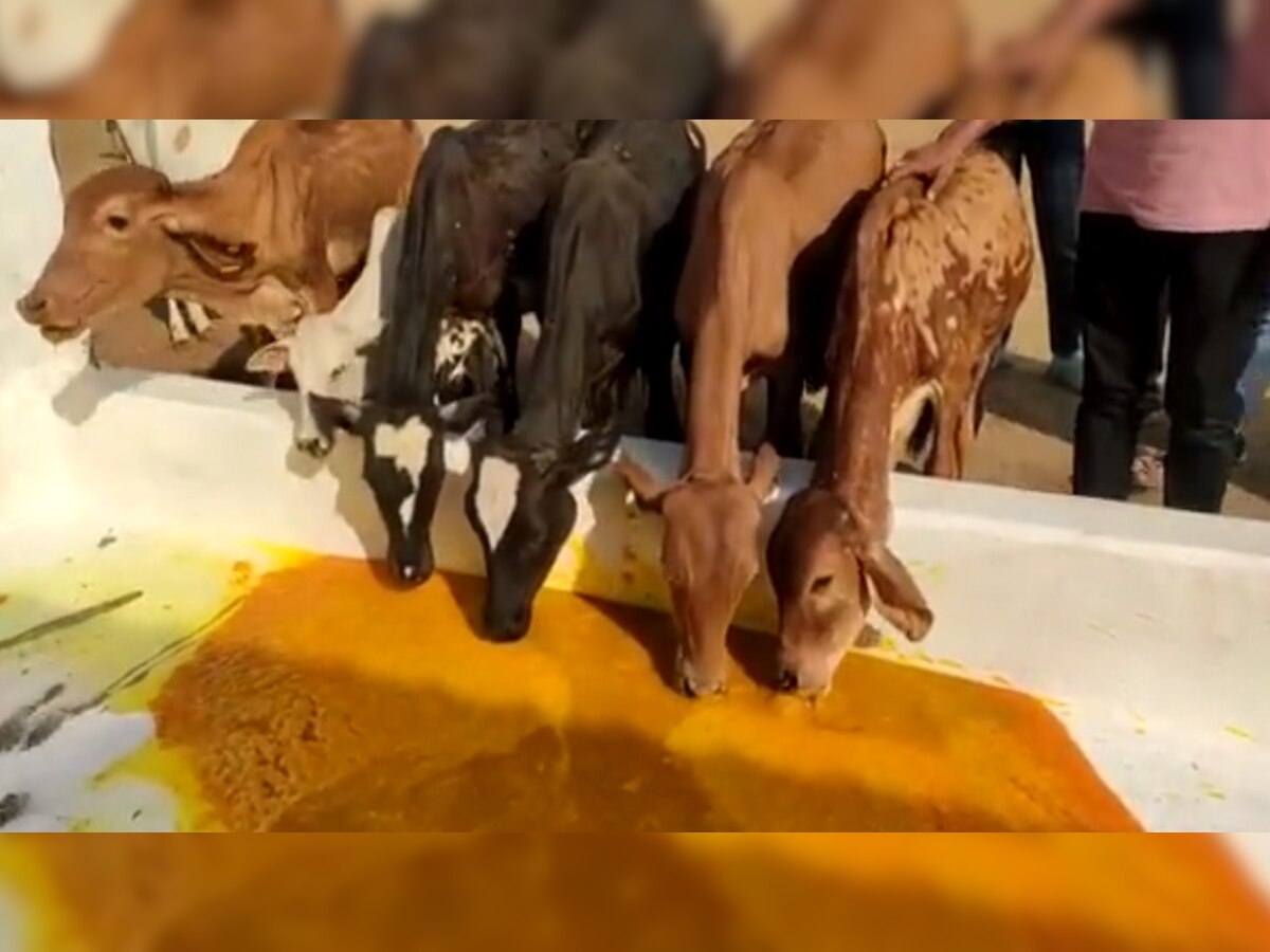 गौशाला में गायों को कराया आम रस का सेवन, 1205 गायों के लिए बना विशिष्ट व्यंजन