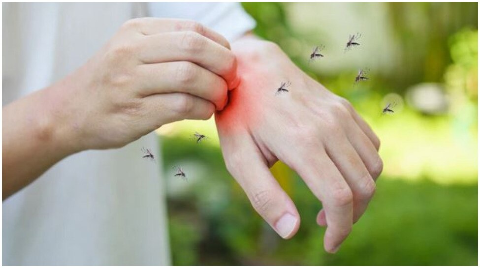Mosquito Killer: अगर दुनिया से मच्छर गायब हो जाए तो क्या होगा? इन पर पड़ सकता है बुरा असर