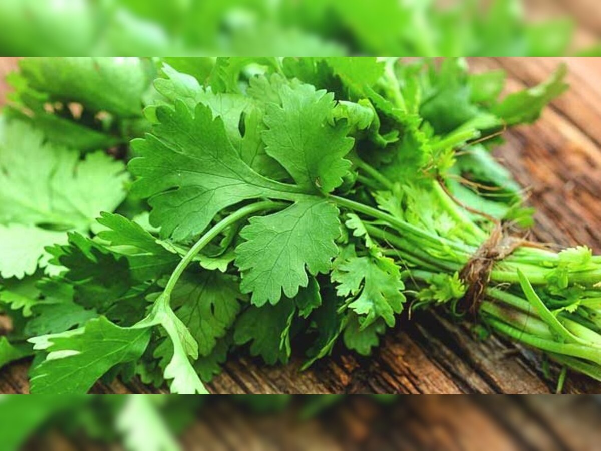 Coriander Leaves Benefits