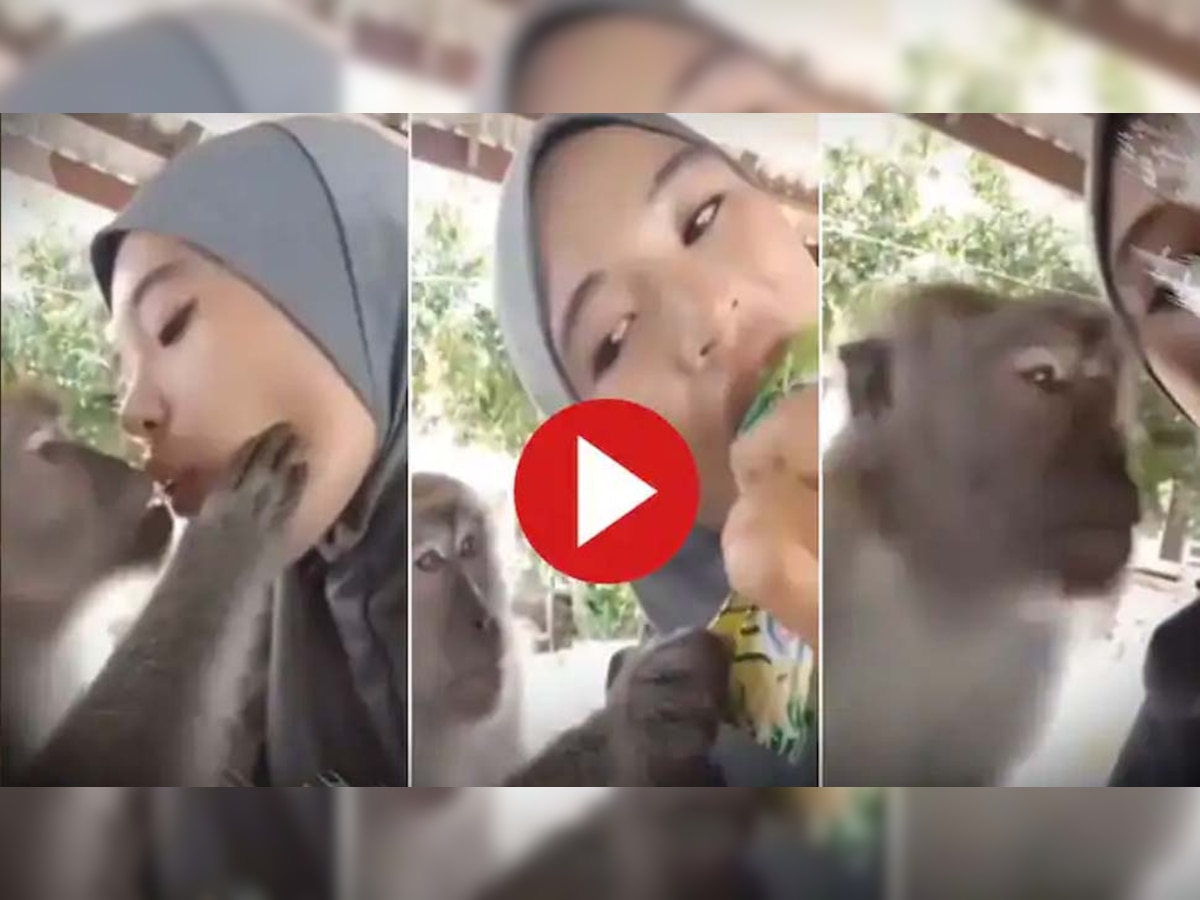 Monkey Video