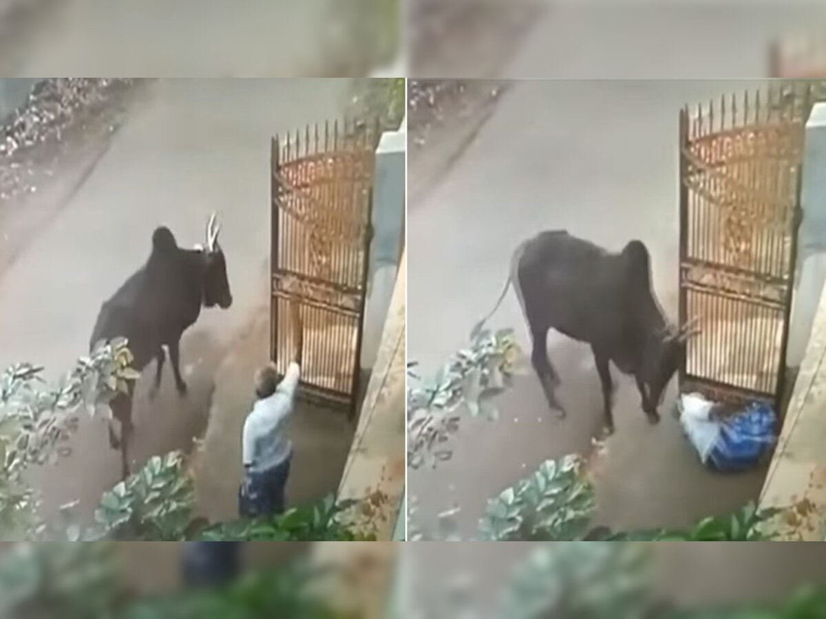 Video Of Accident: कैमरे में कैद हुआ भयानक हादसा, गाय के हमले से ऐसे ढेर हुआ शख्स