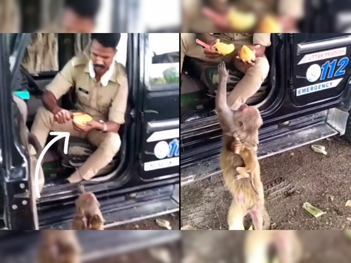 UP Police कांस्टेबल ने तपती गर्मी में बंदरों को खिलाया 'टेस्टी आम', Video देखकर लोग बोले- इसे ही कहते हैं इंसानियत