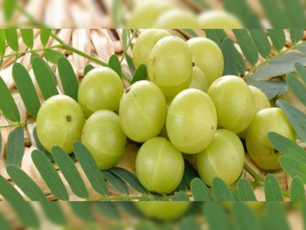 Amla benefits: आमला खाने से होते हैं शरीर को यह 5 बड़े लाभ; जानकर रह जाएंगे हैरान