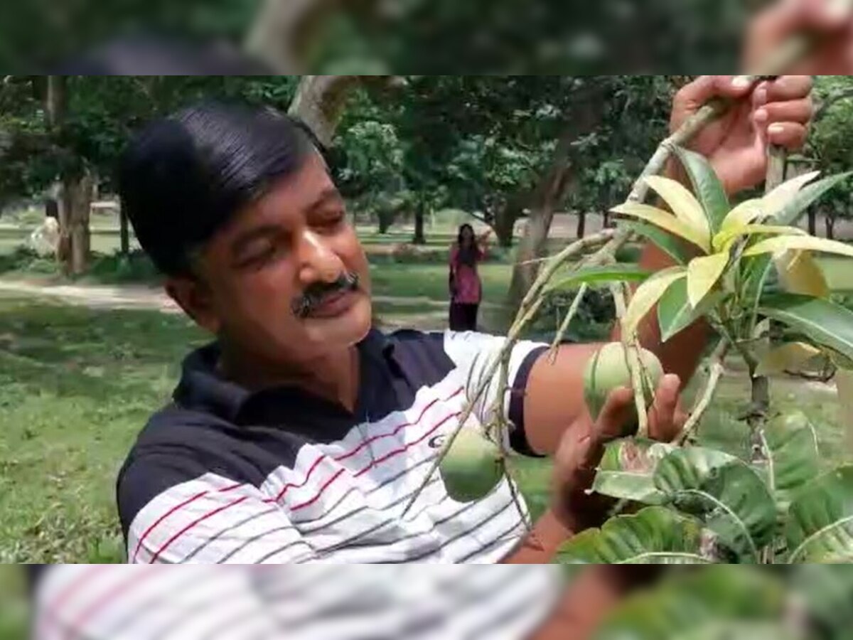 Katihar Mango Man:मैंगो मैन के बगिया में मोदी,योगी और विवेकानंद आम की डिमांड, स्वाद भी लाजवाब